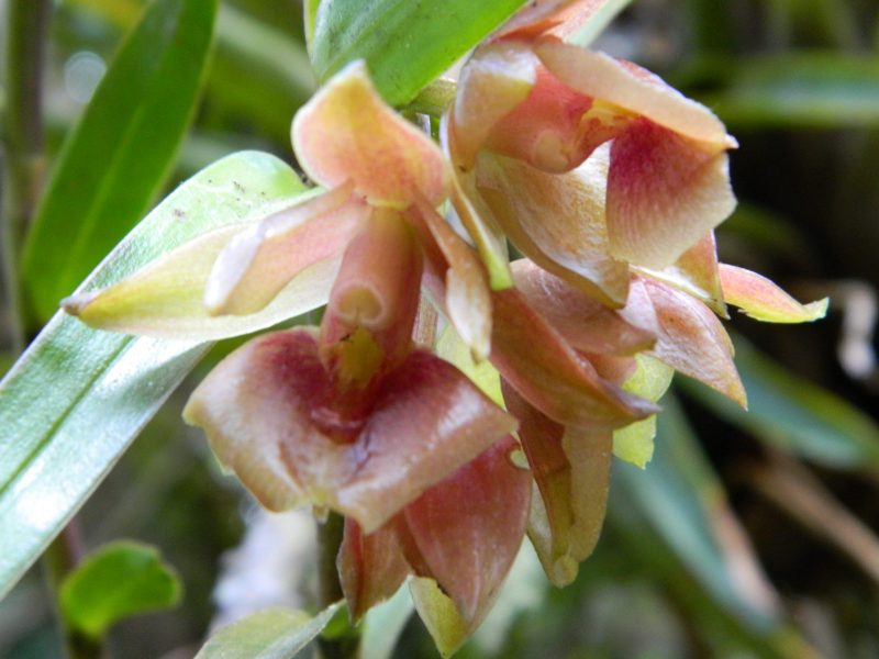 Epidendrum