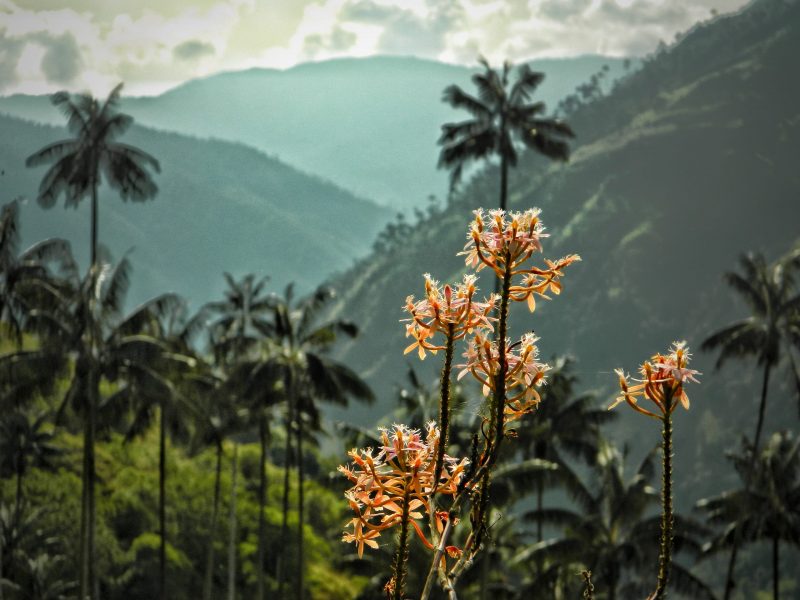 Palmas de cera y Epidendrum