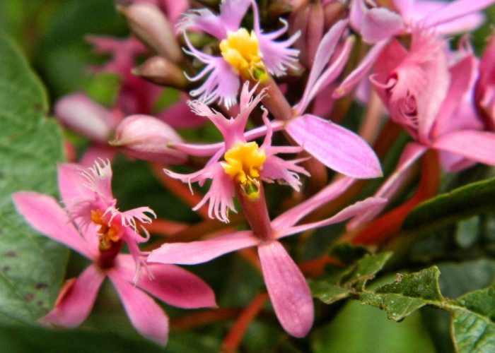 Orchids Ruta Naturalista, TolimaBioDiversa, Ibagué 1