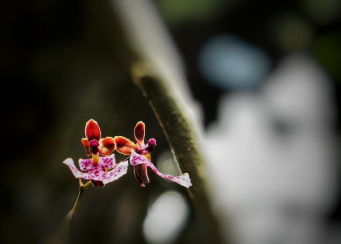 Orchids Ruta Naturalista, TolimaBioDiversa, Ibagué 11