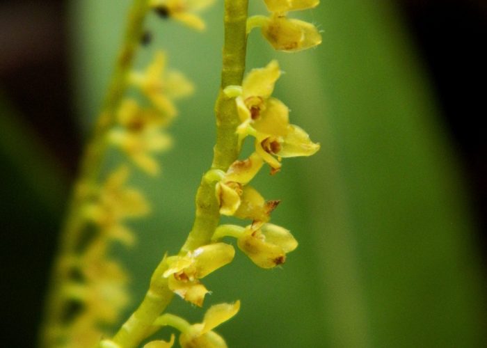Orchids Ruta Naturalista, TolimaBioDiversa, Ibagué 16