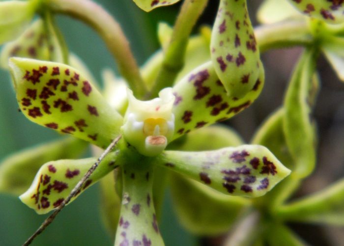 Orchids Ruta Naturalista, TolimaBioDiversa, Ibagué 26