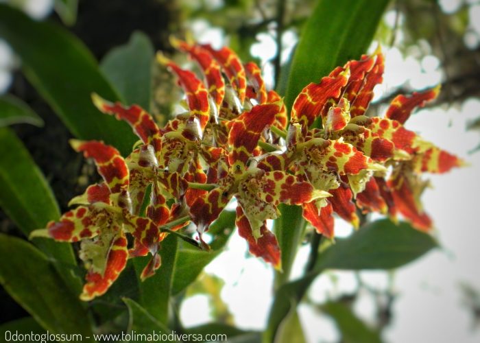 Orchids Ruta Naturalista, TolimaBioDiversa, Ibagué 4