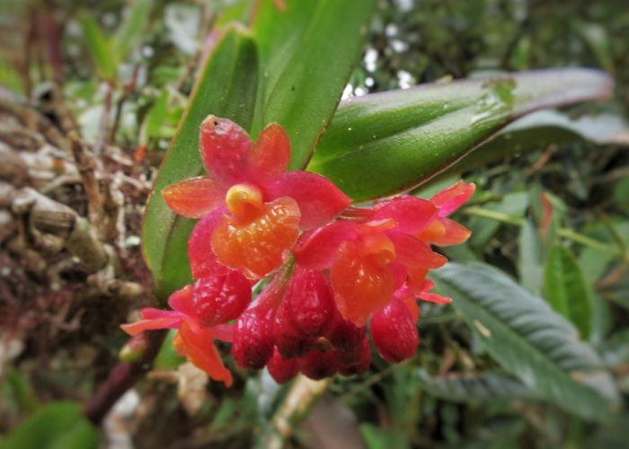Orchids Ruta Naturalista, TolimaBioDiversa, Ibagué 5