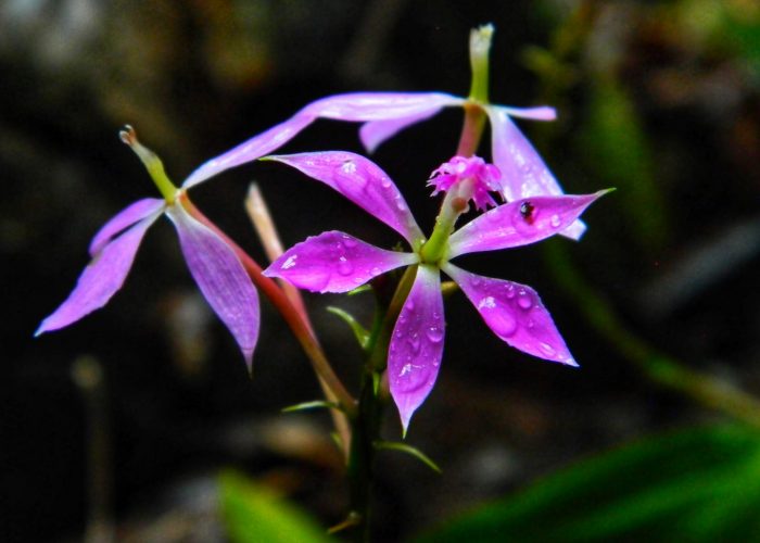 Orchids Ruta Naturalista, TolimaBioDiversa, Ibagué 9