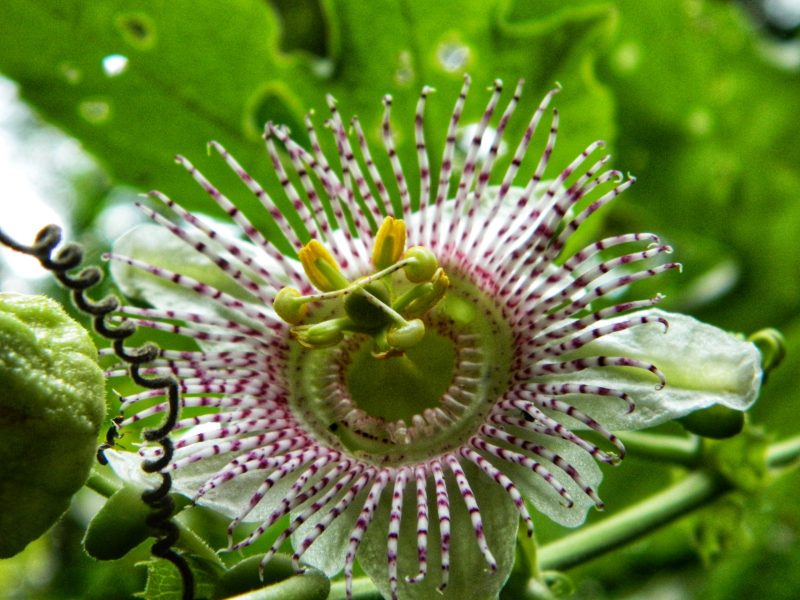 Passiflora nativa