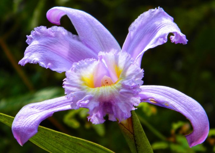 Sobralia v. Orchids Ruta Naturalista, Tolima BioDiversa